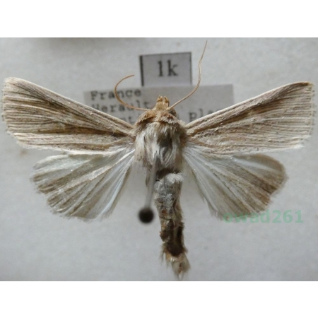 Mythimna congrua (Hübner, 1817) France1k